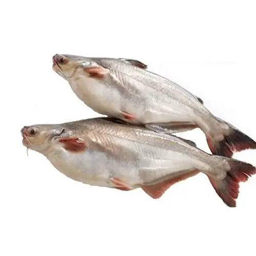 Pangush Fish
