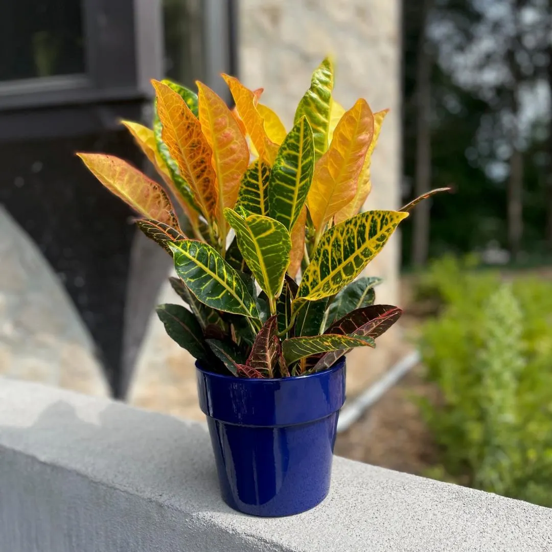 6″ Croton in Ceramic