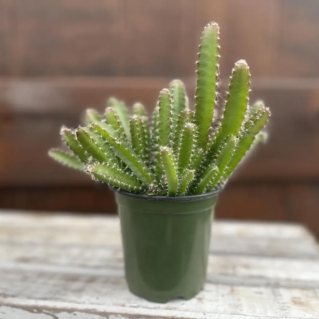 Dragon Fruit Cactus (4″ pot)