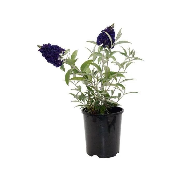 140mm Butterfly Bush - Buddleja davidii Buzz Series