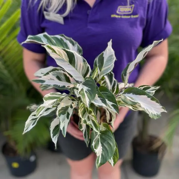 6″ Calathea Stella