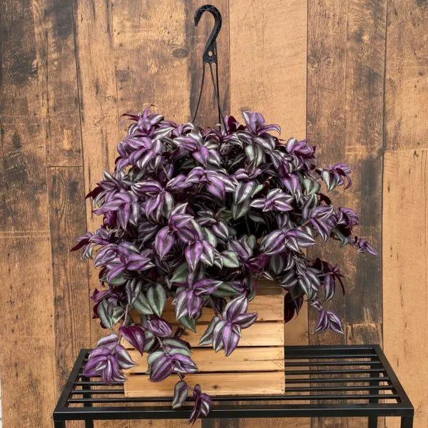10″ Tradescantia Hanging Basket