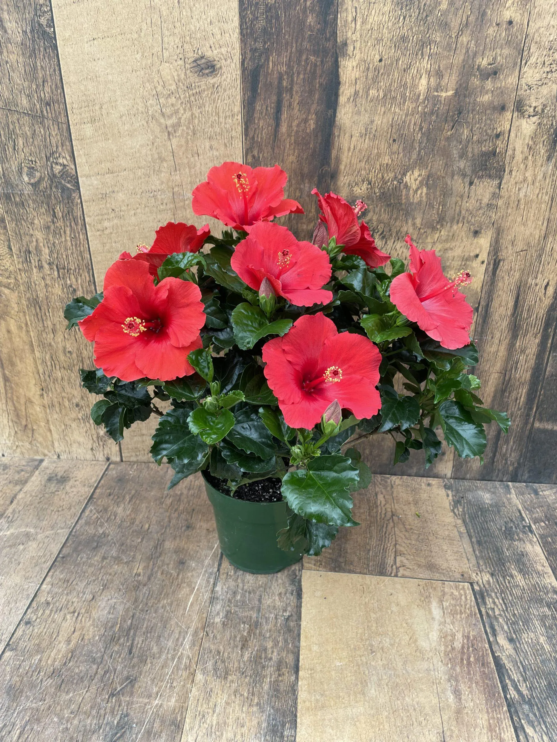 6″ Hibiscus – Growers Choice