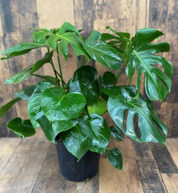 Monstera deliciosa (multiple sizes available)