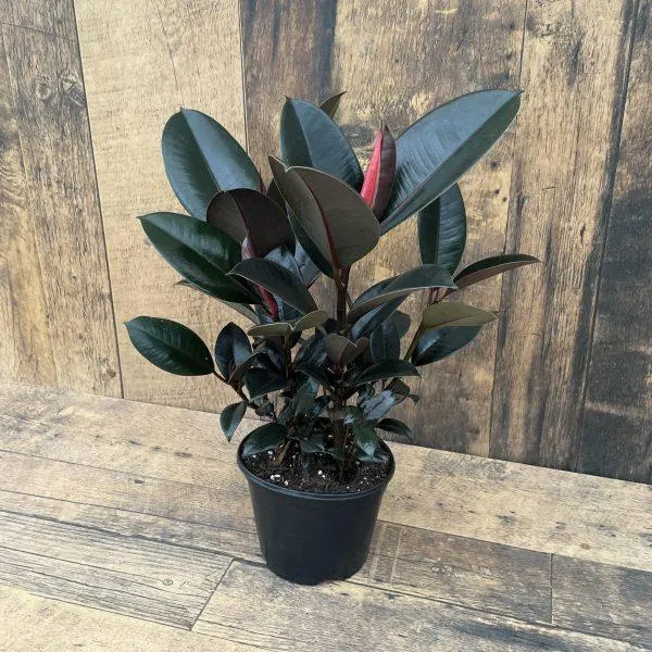 Ficus elastica (Rubber Plant) – assorted (6″ pot size)