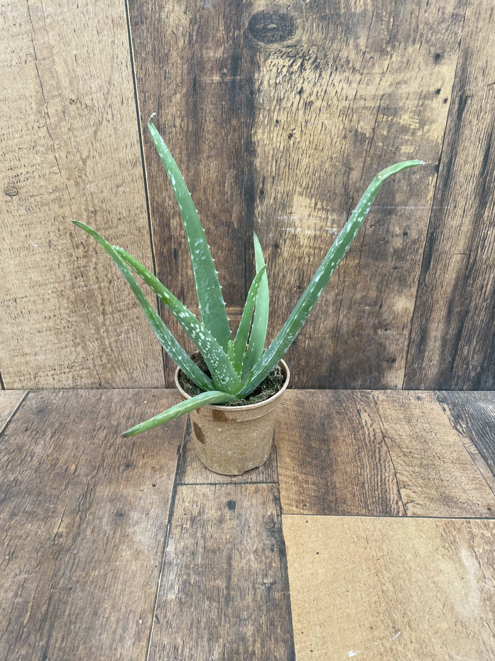 Aloe Vera (4.5″ pot)