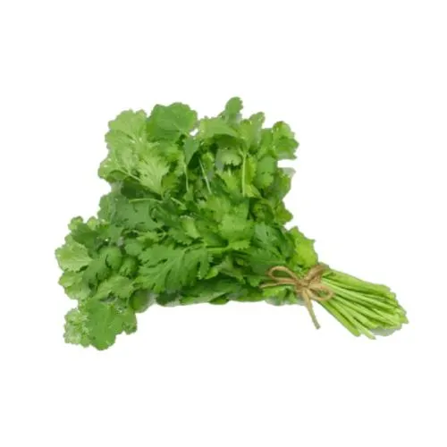 Fresh Cilantro