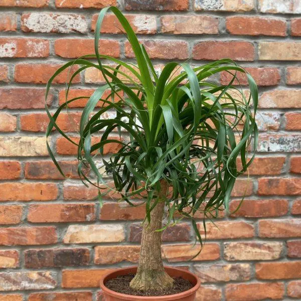 Ponytail Palm (10″ pot)