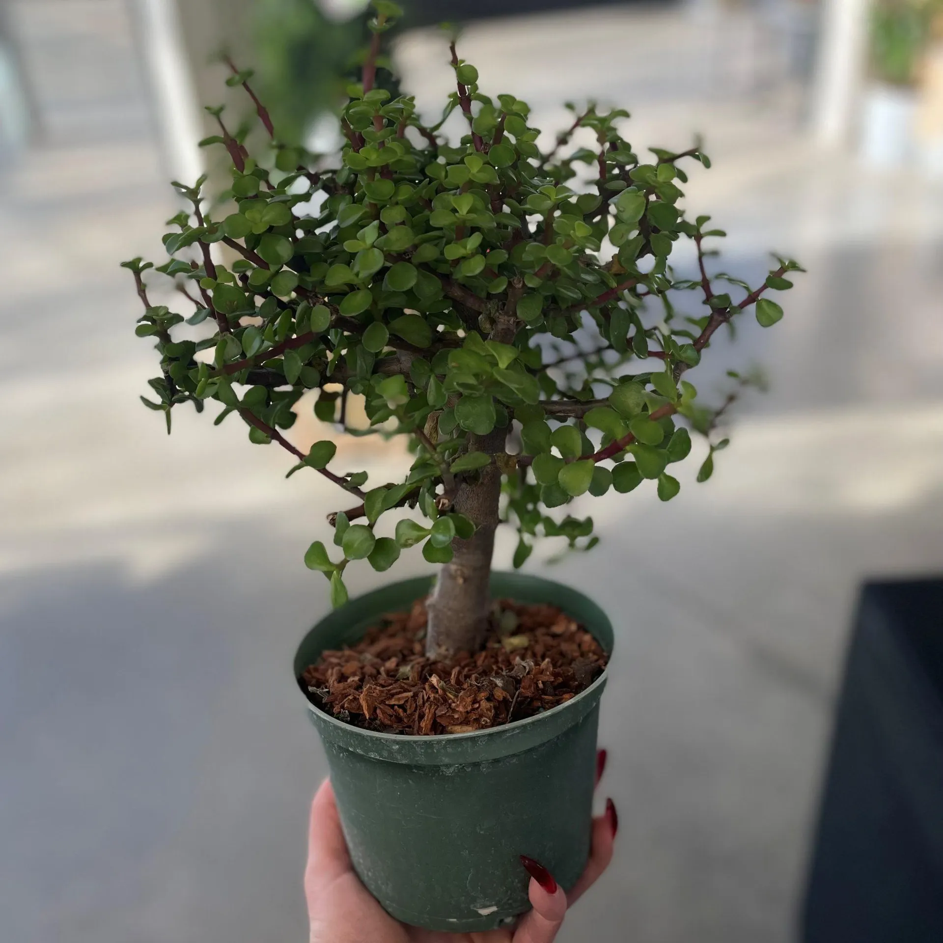 Jade Standard (6″ pot)