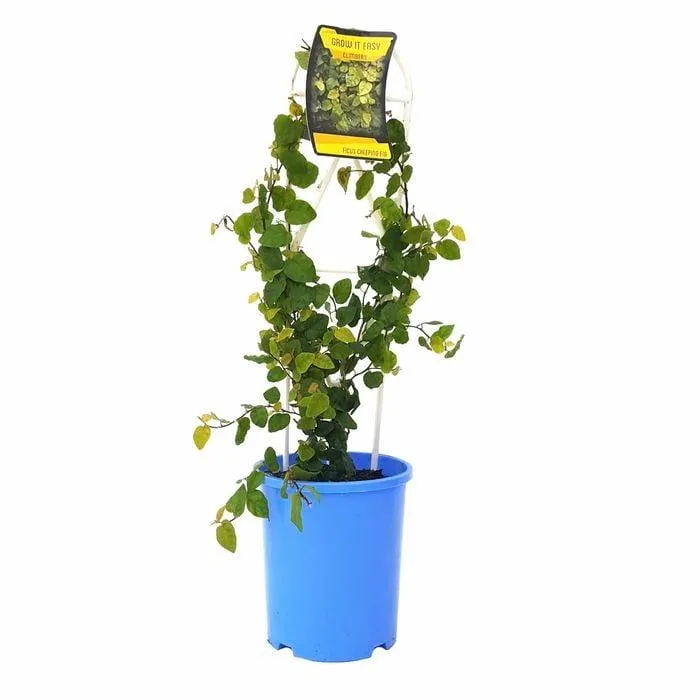 140mm Creeping Fig - Ficus pumila