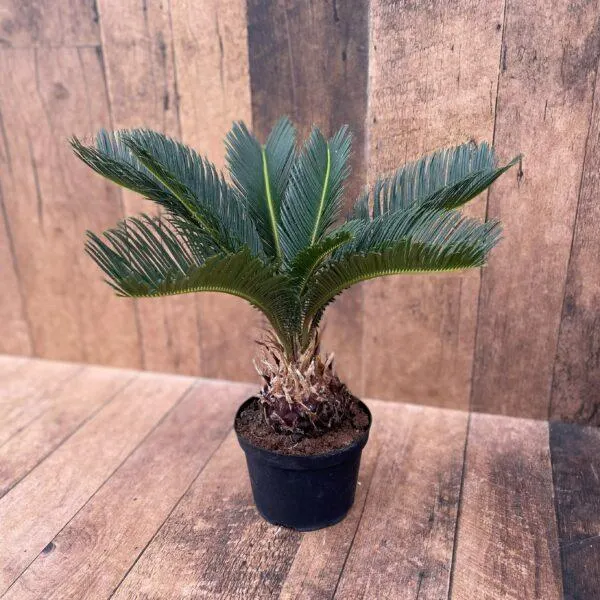 Sago Palm (multiple sizes available)