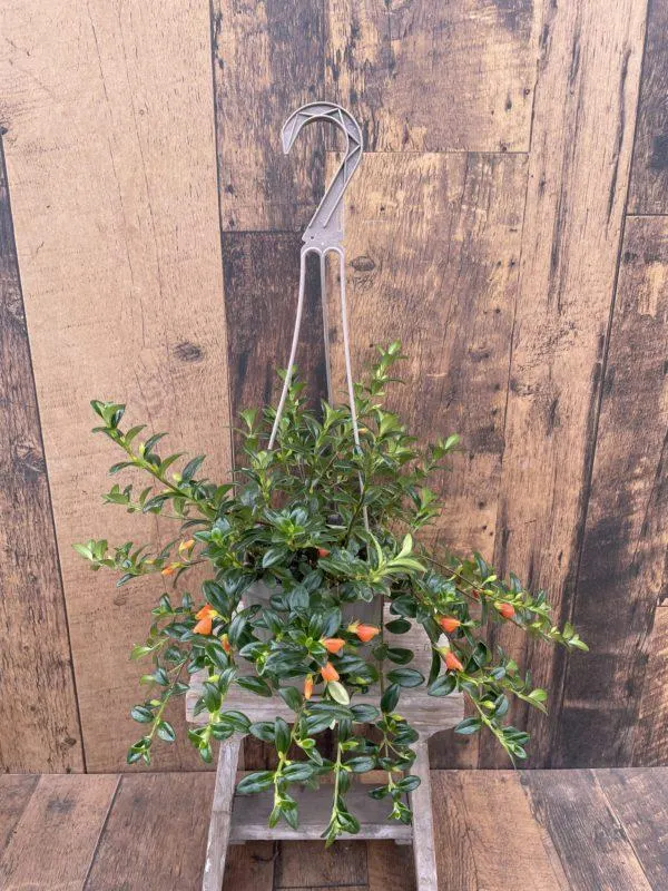 6.5″ Goldfish Plant Hanging Basket