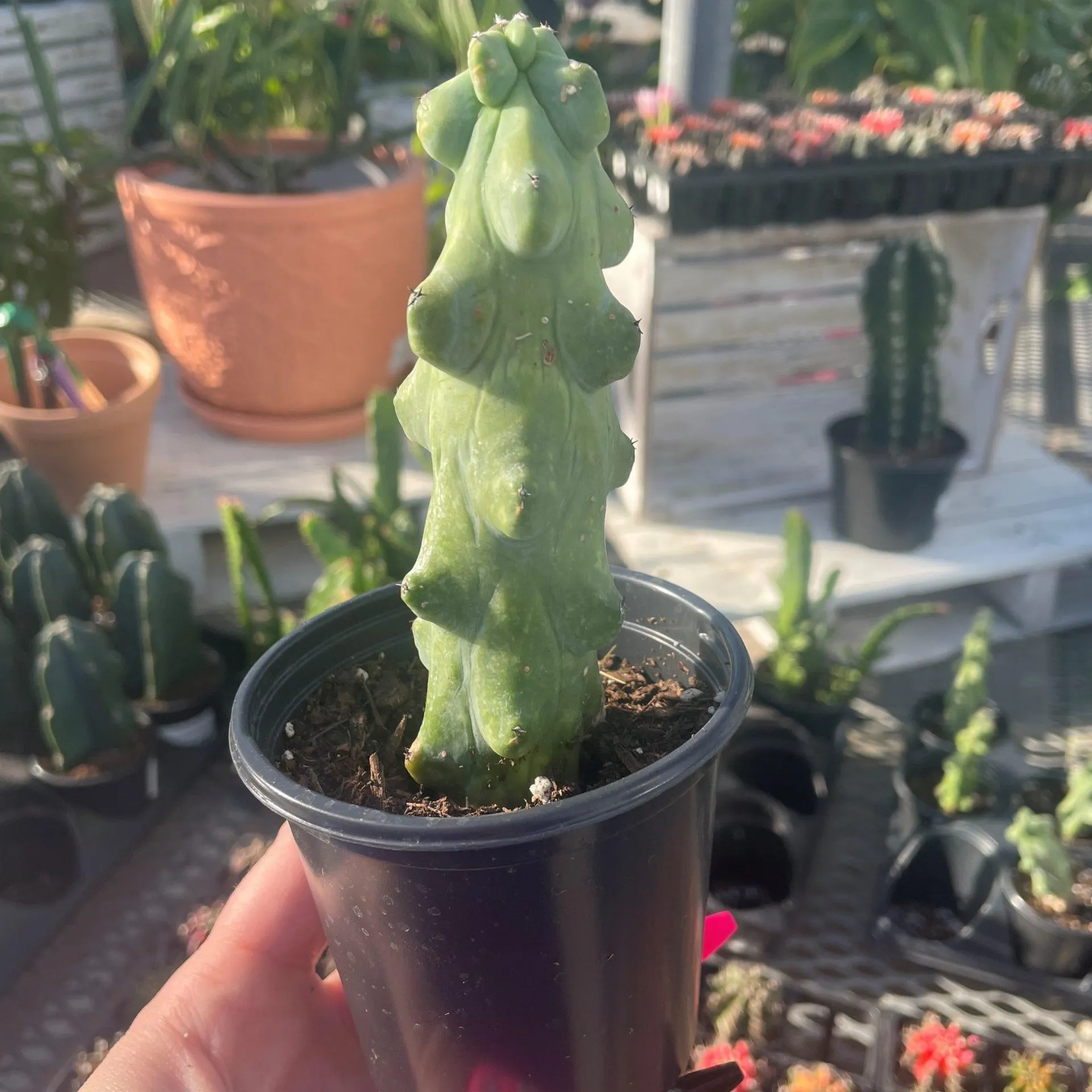 Boobie Cactus (3.5″ pot)