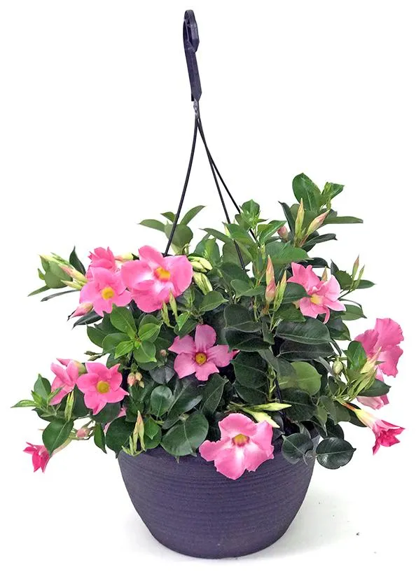 12″ Mandevilla Hanging Basket – Growers Choice