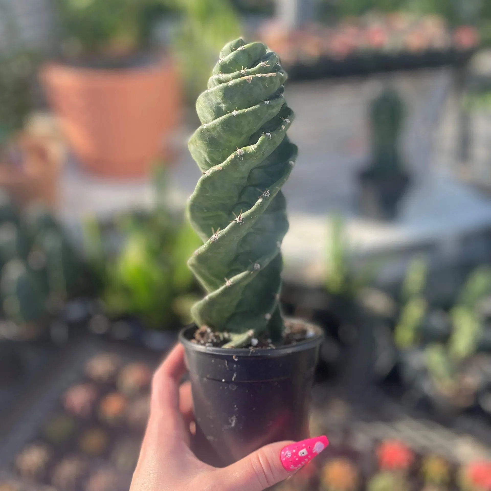 Spiral Cactus (4″ pot)