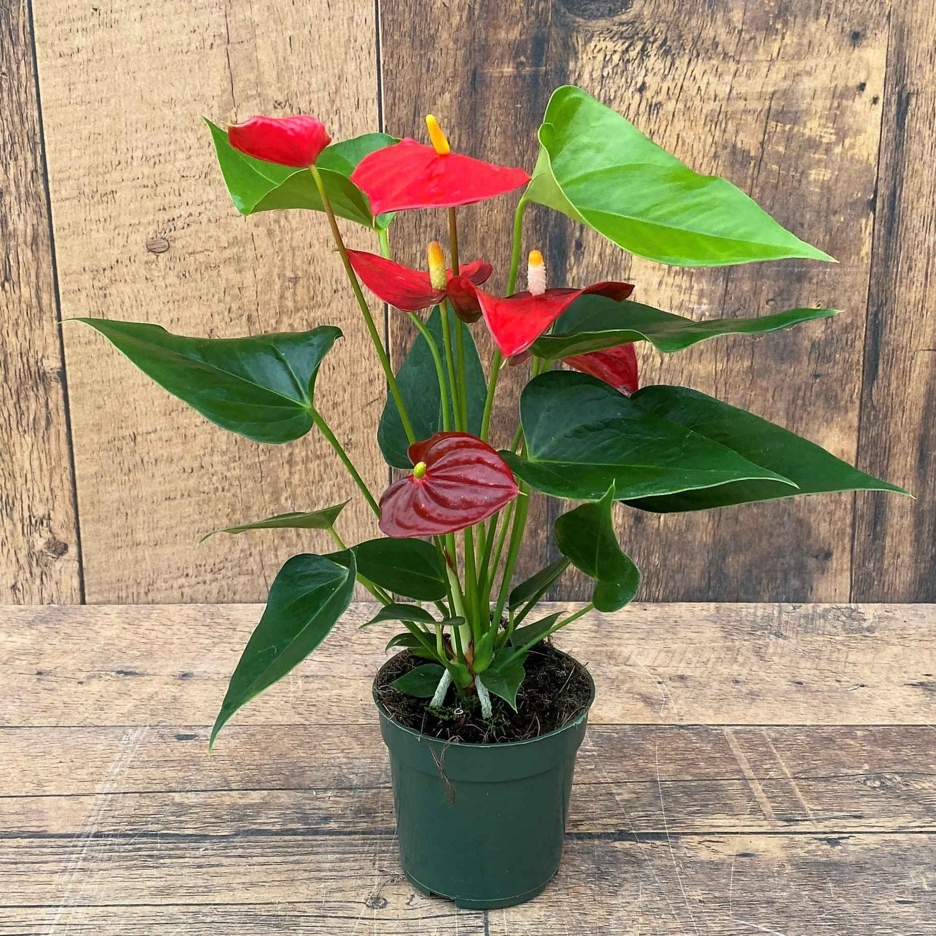 Anthurium (4″)