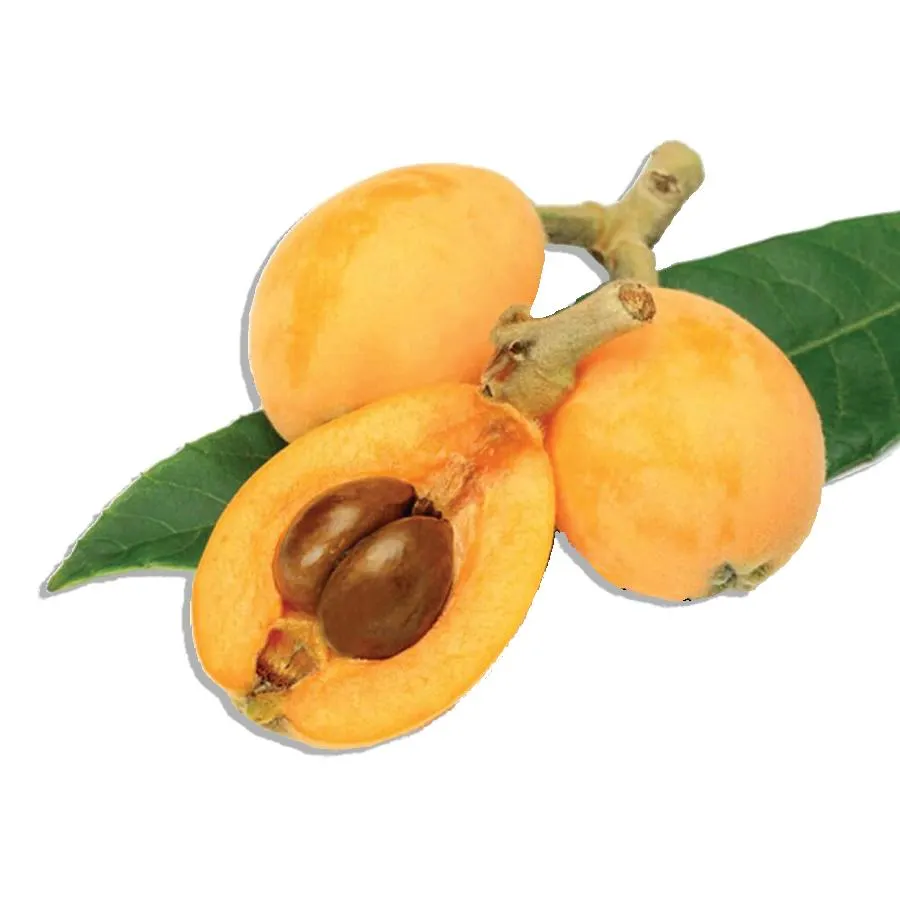 Loquat