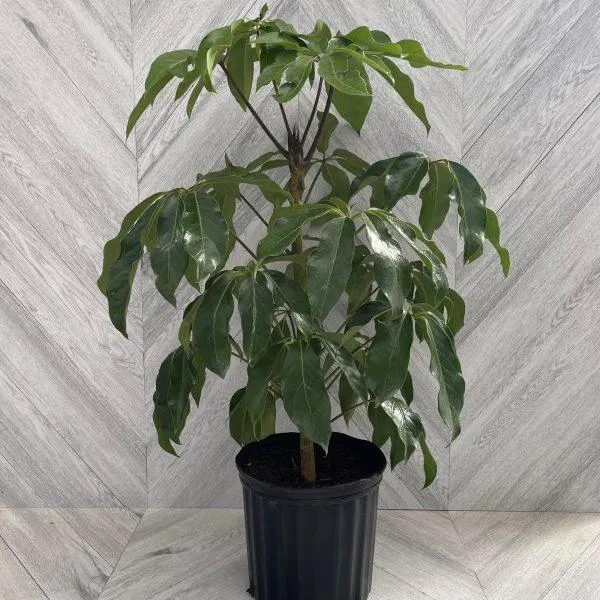 Schefflera Amate Bush (10″ pot)