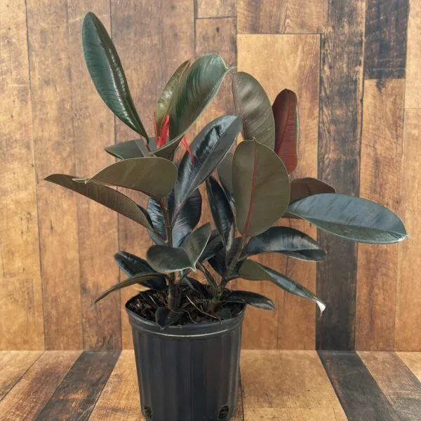 Ficus elastica ‘Burgundy’ (multiple sizes available)