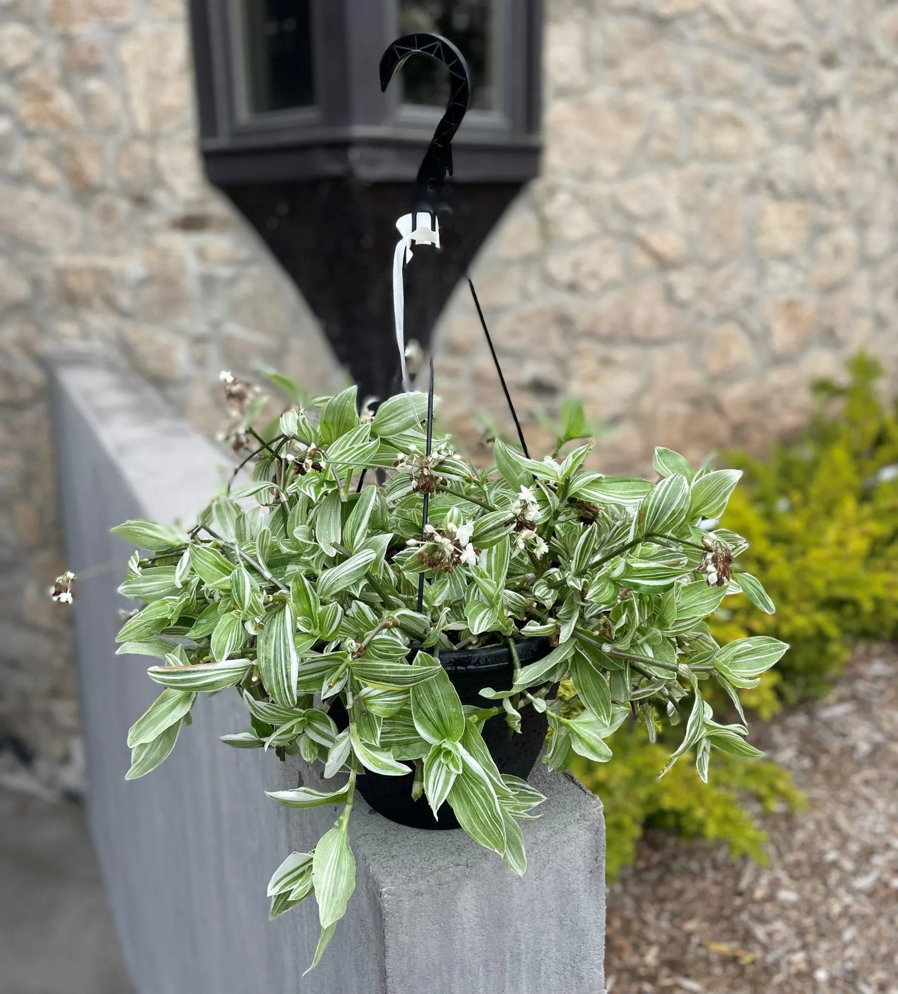 10″ Sanna Tradescantia Hanging Basket