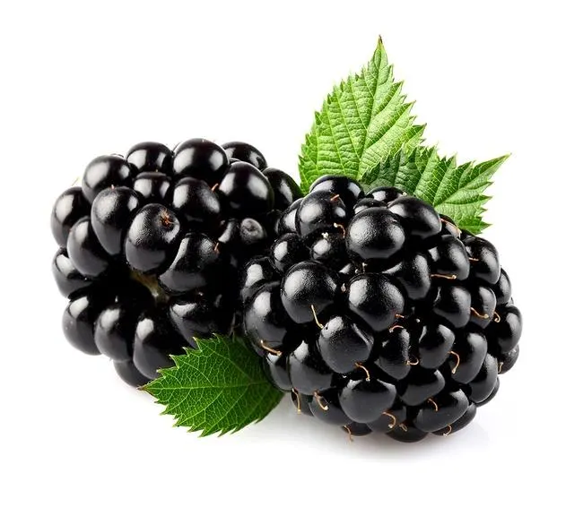 Driscoll's Blackberries
