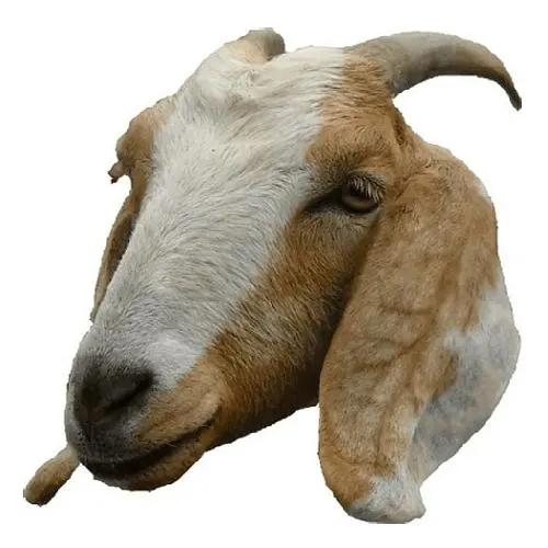 Goat Head