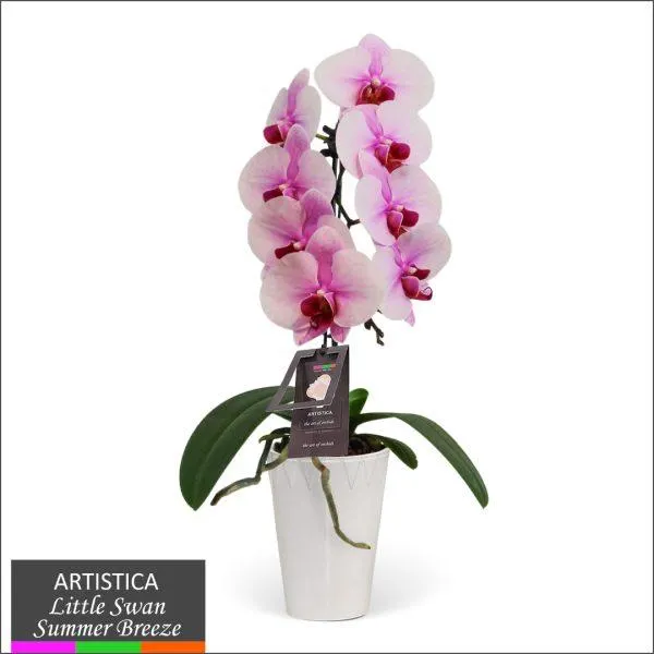 Artistica Orchid – 3″ Mini Swan