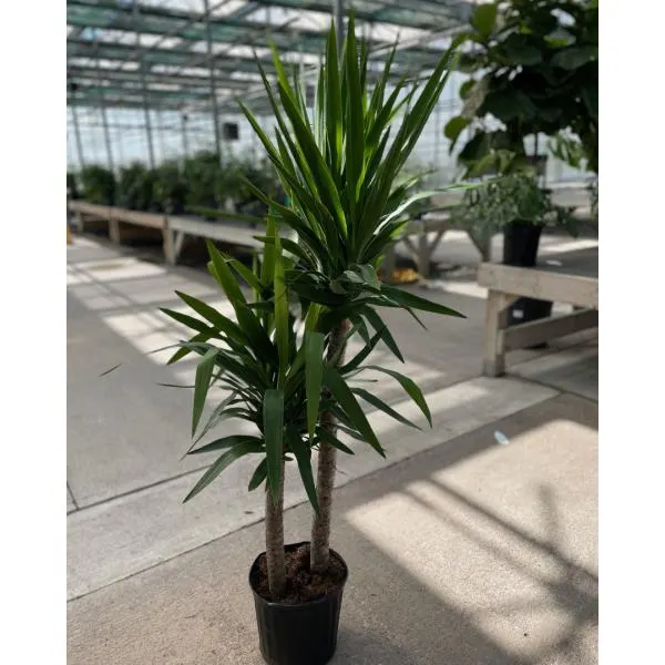 Yucca Cane (10″ pot)