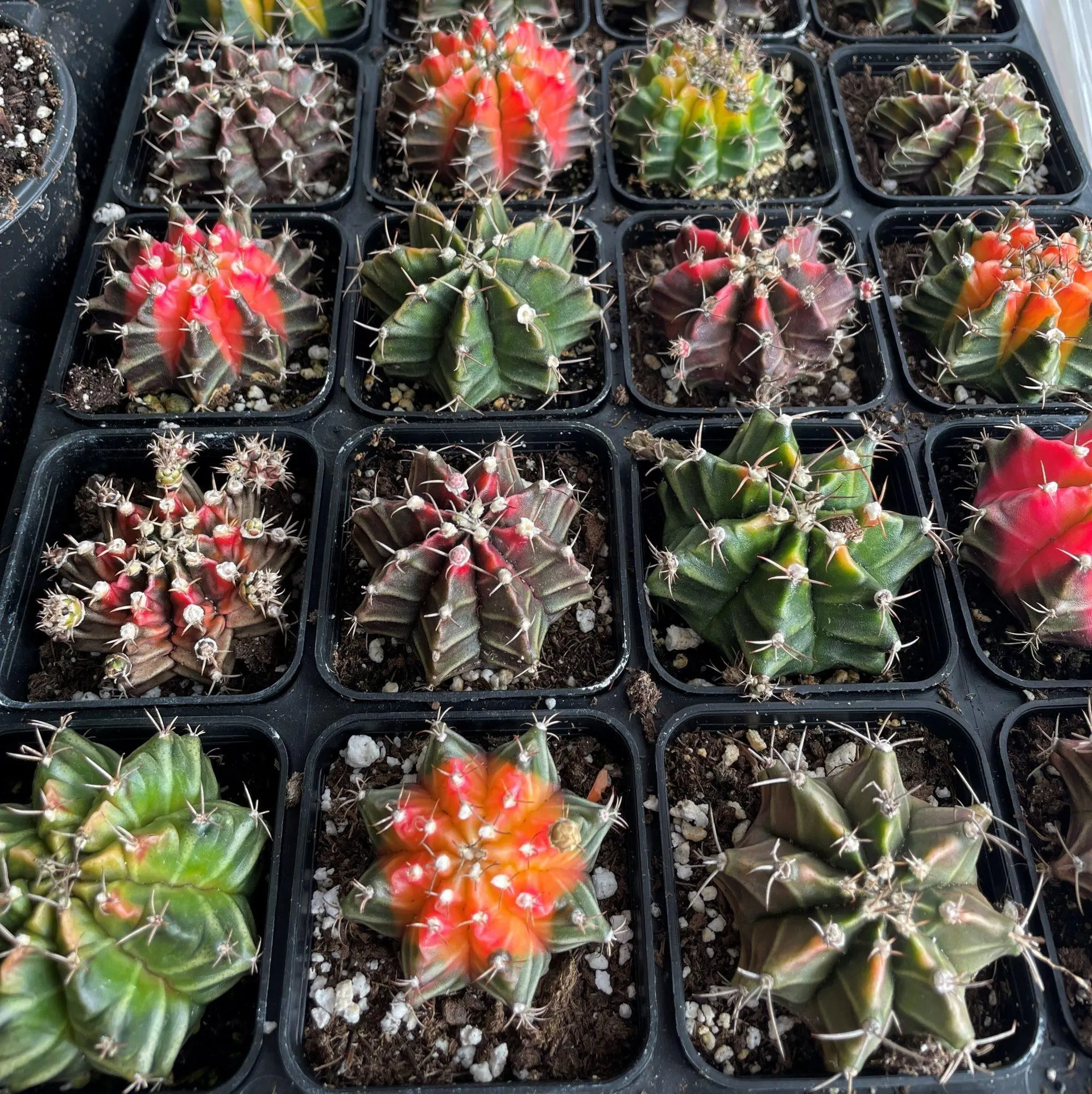 Gymnocalycium Variegated Cactus (2.5″ pot)