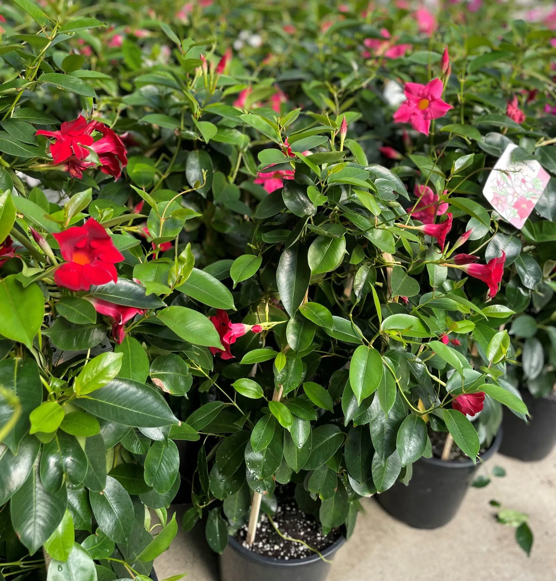 10″ Mandevilla