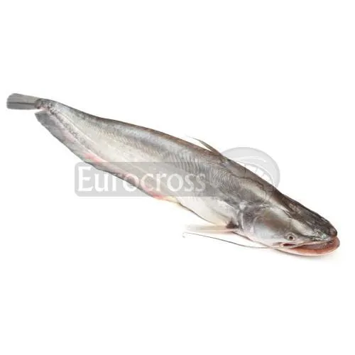 Taza Boal Fish