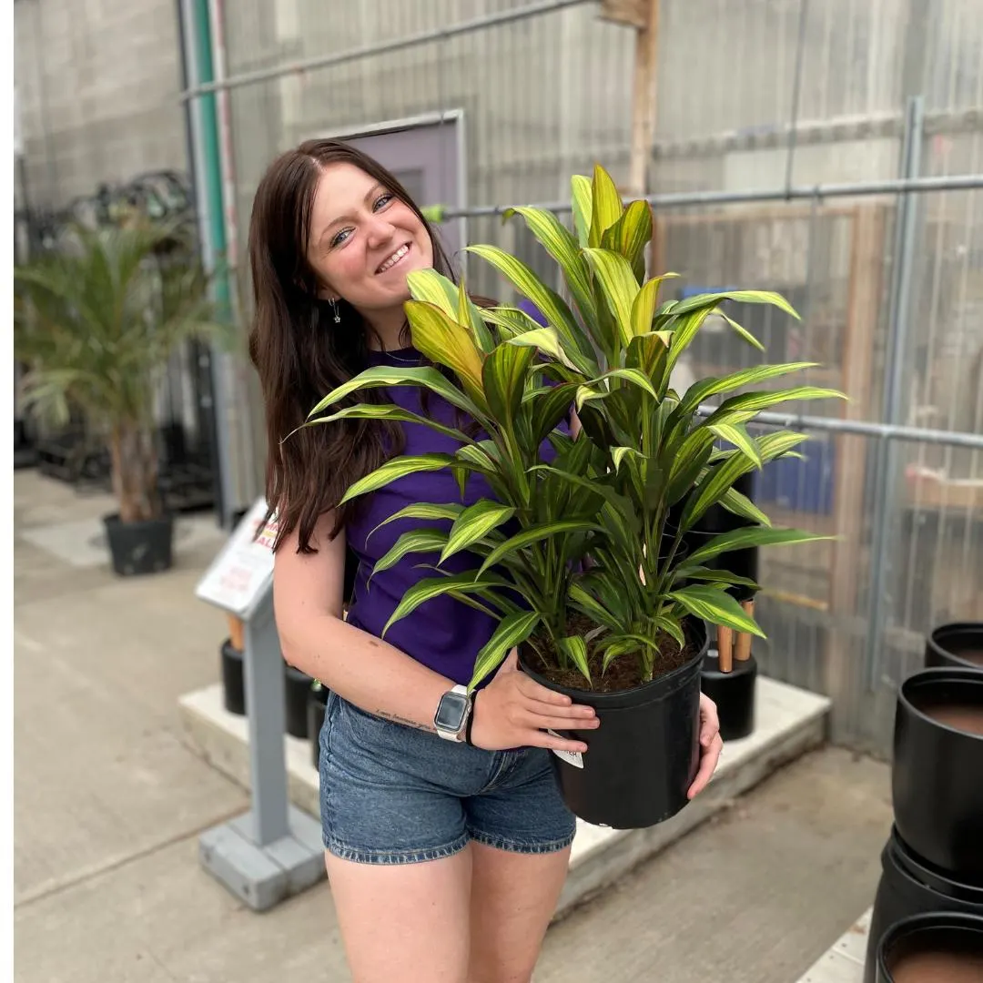 Assorted Cordyline (10″ pot) – Growers Choice