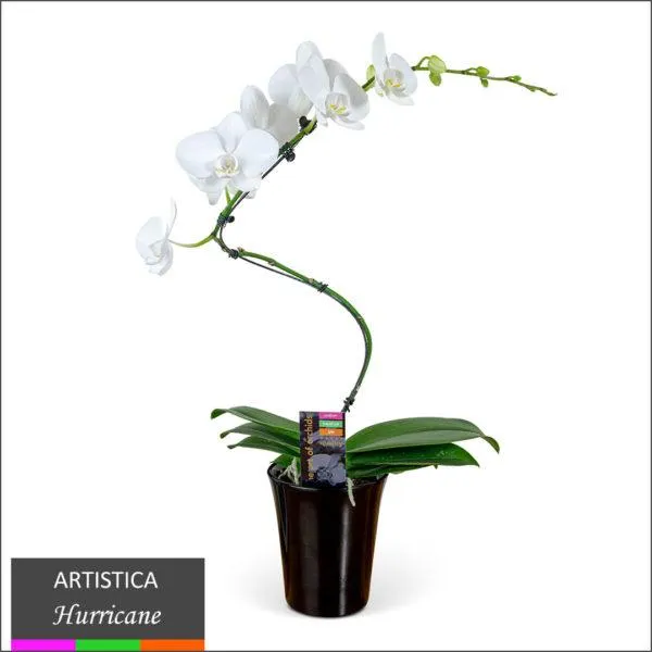 Artistica Orchid – Hurricane in Ceramic Pot