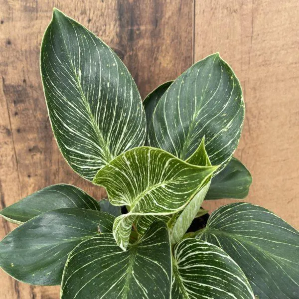Philodendron ‘Birkin’ (multiple sizes available)