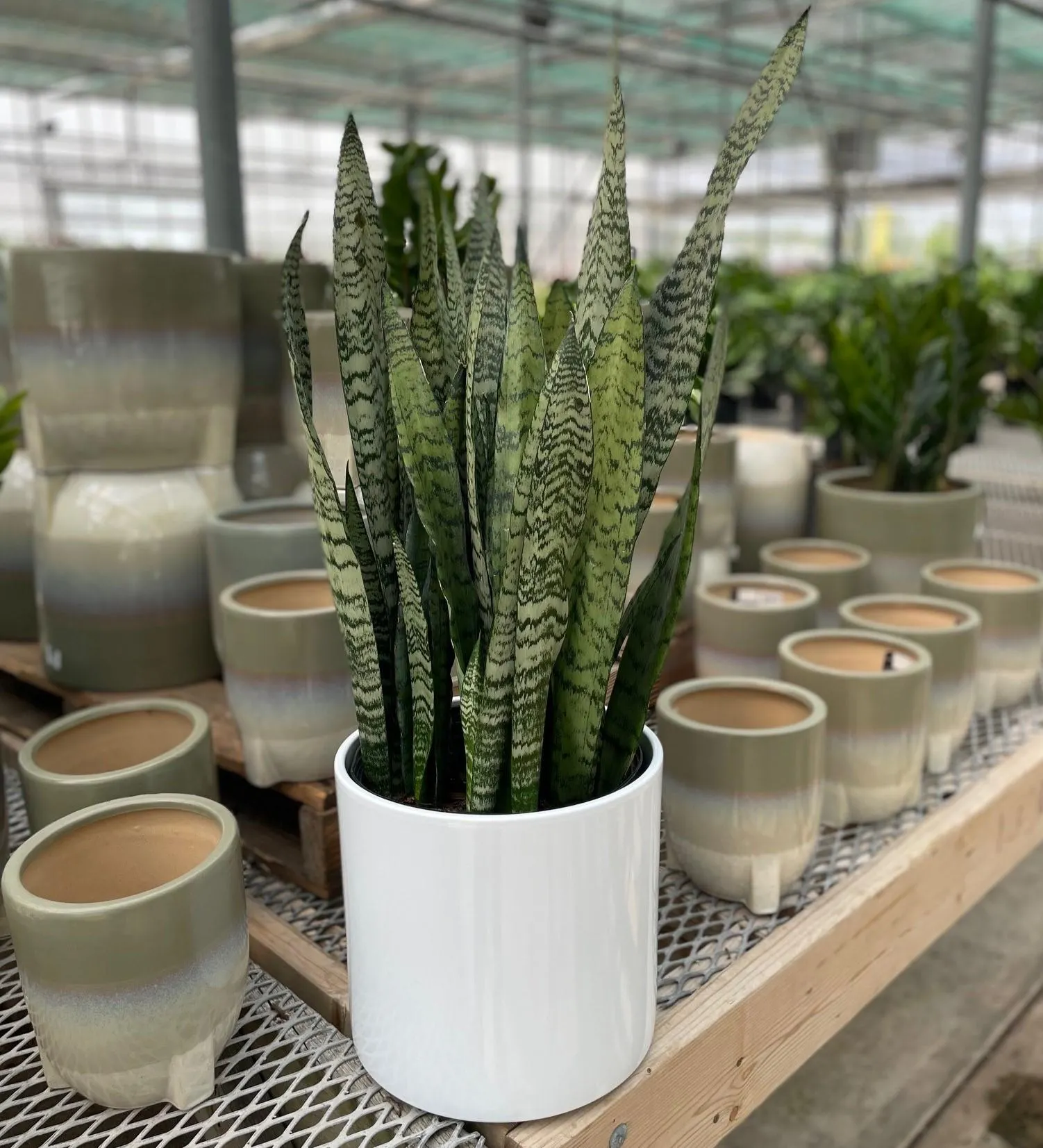 10″ Snake Plant in White Era Pot