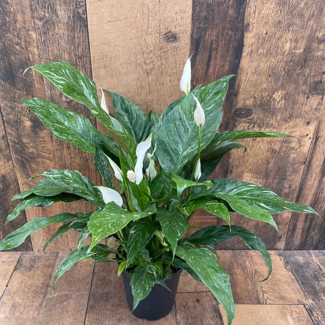 Variegated Peace Lily (6″ pot)