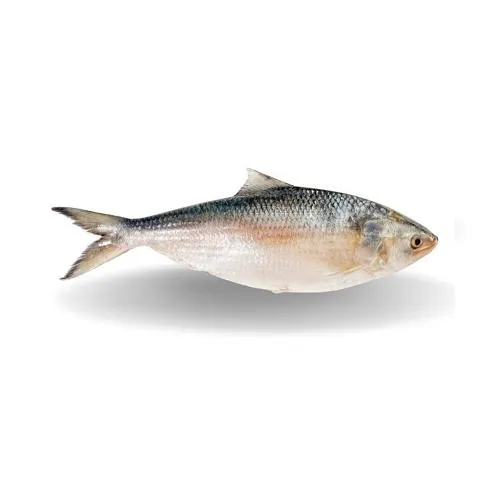 Hilsa Fish