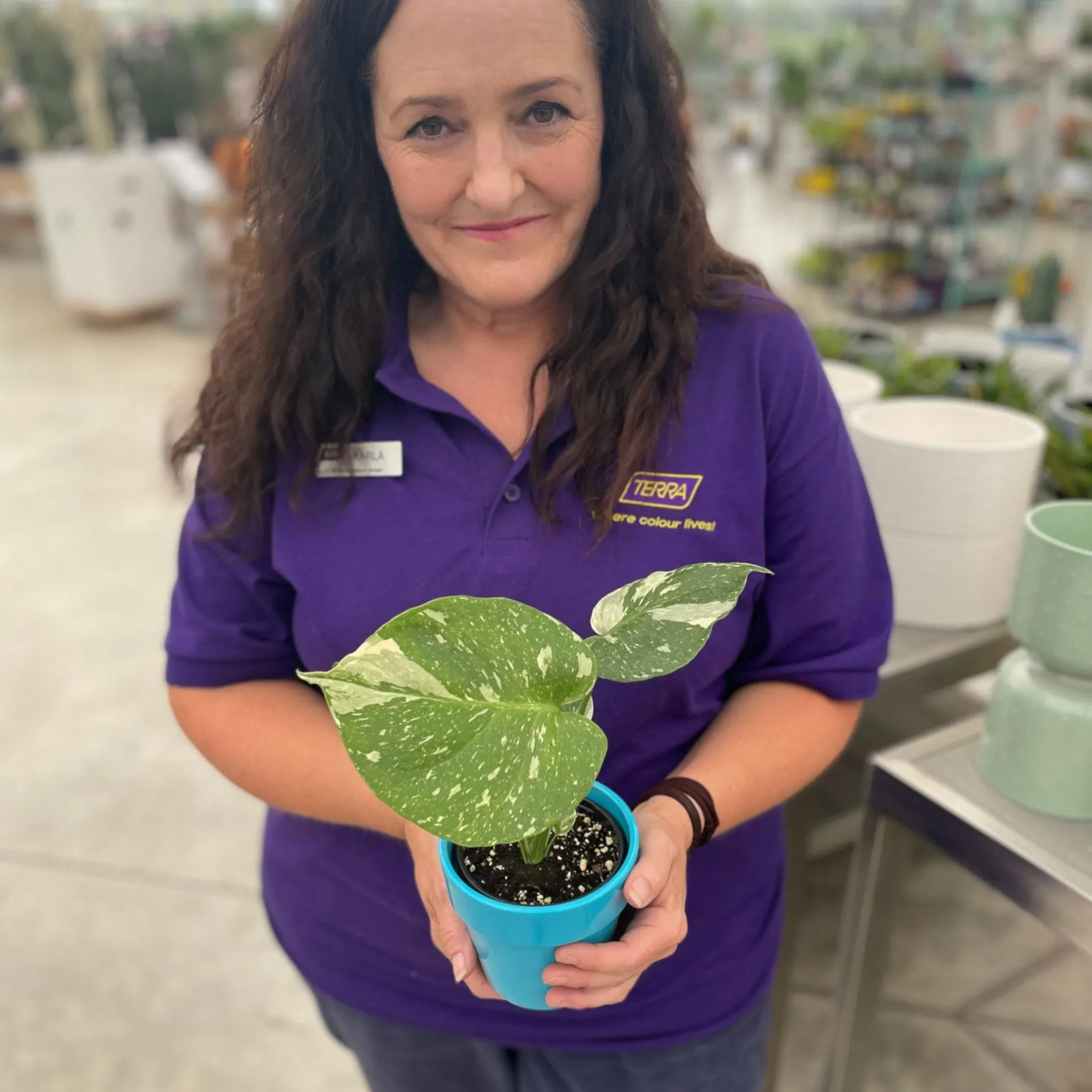 4″ Monstera Thai Constellation in Ceramic