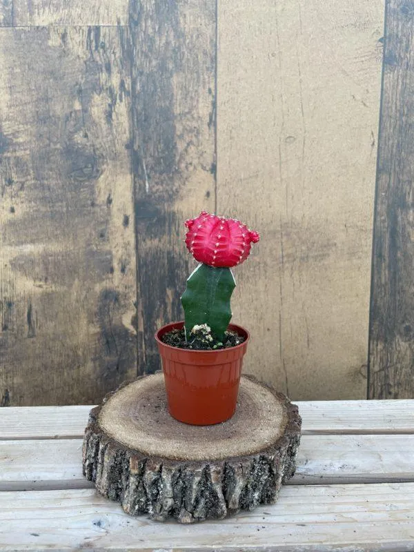 Grafted Moon Cactus (2.5″ pot)