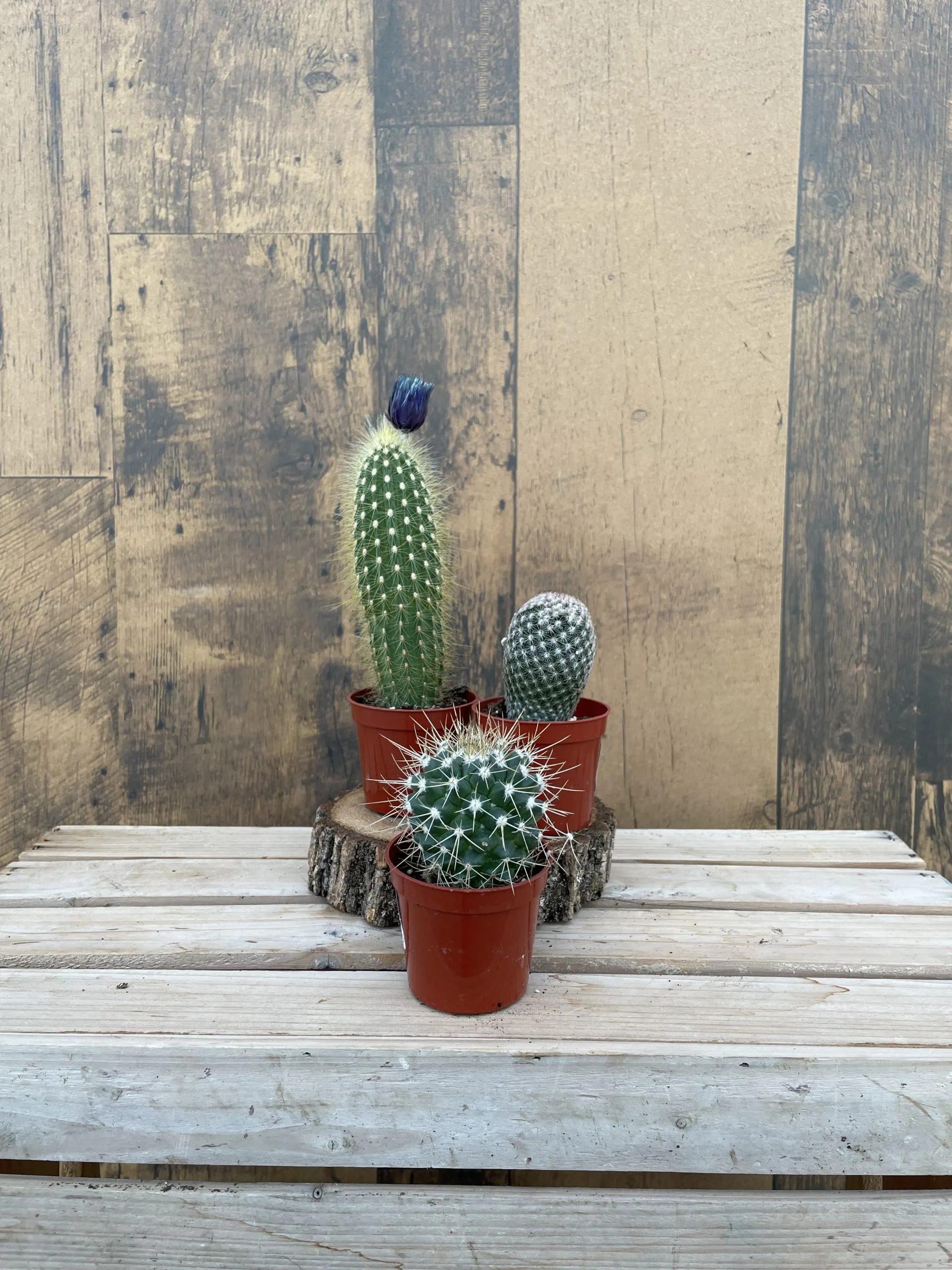 Cactus Assortment – Pack 3