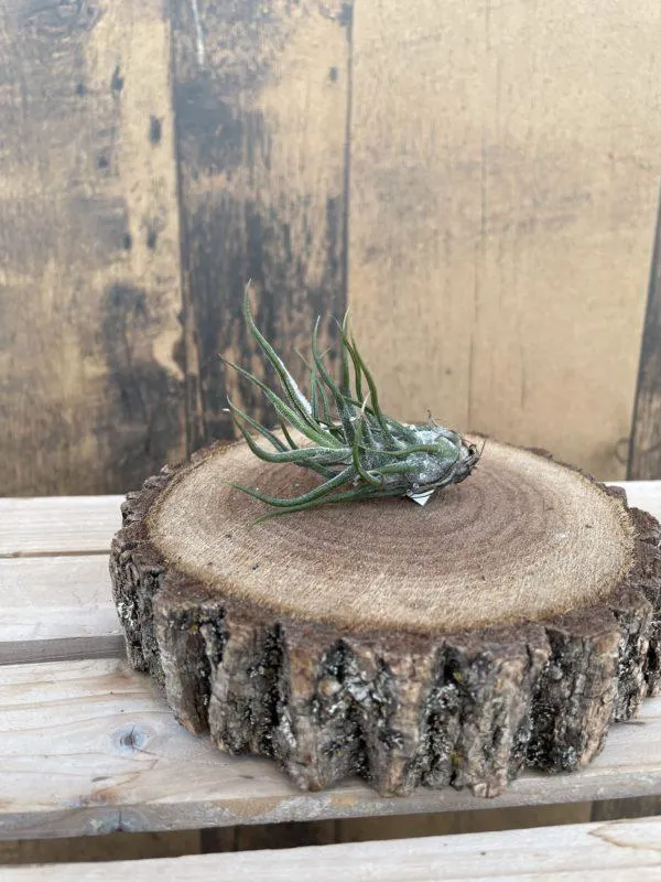 Pruinosa Guatemala Large Air Plant