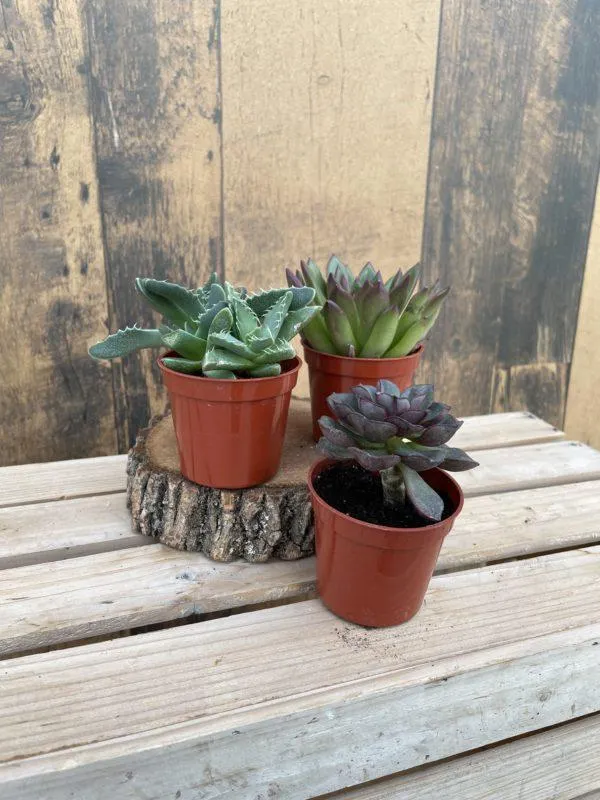 Succulents (multiple sizes available)