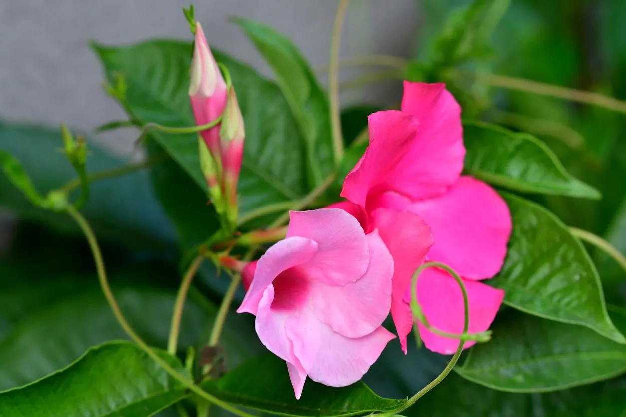 1gal Mandevilla – Growers Choice