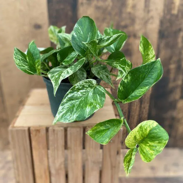 Pothos ‘Marble Queen’ (multiple sizes available)