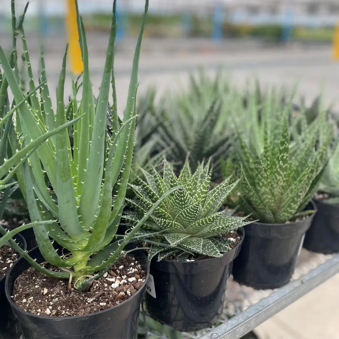 Assorted Succulent Aloe (6″ pot)