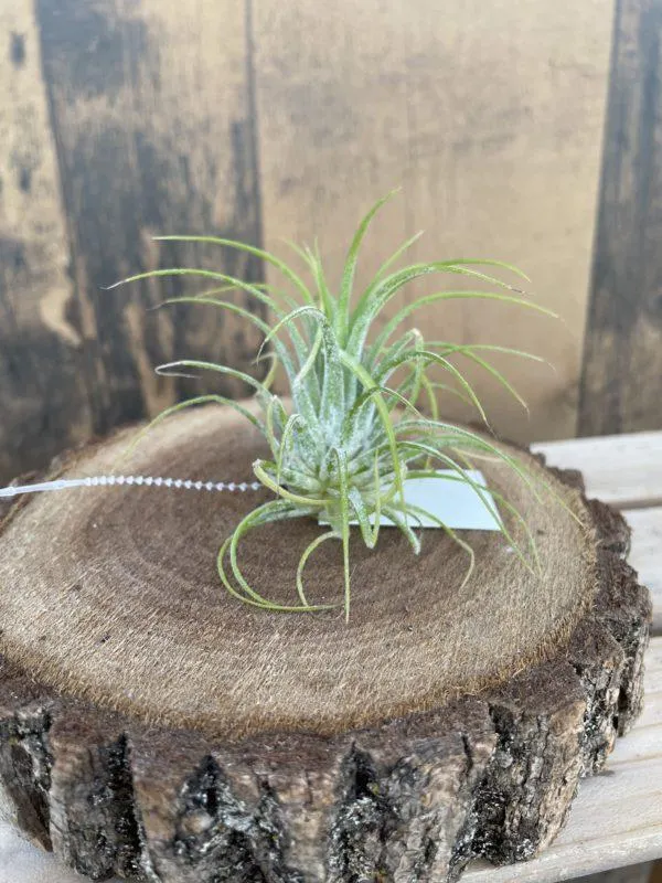 Ionantha Rubra Air Plant