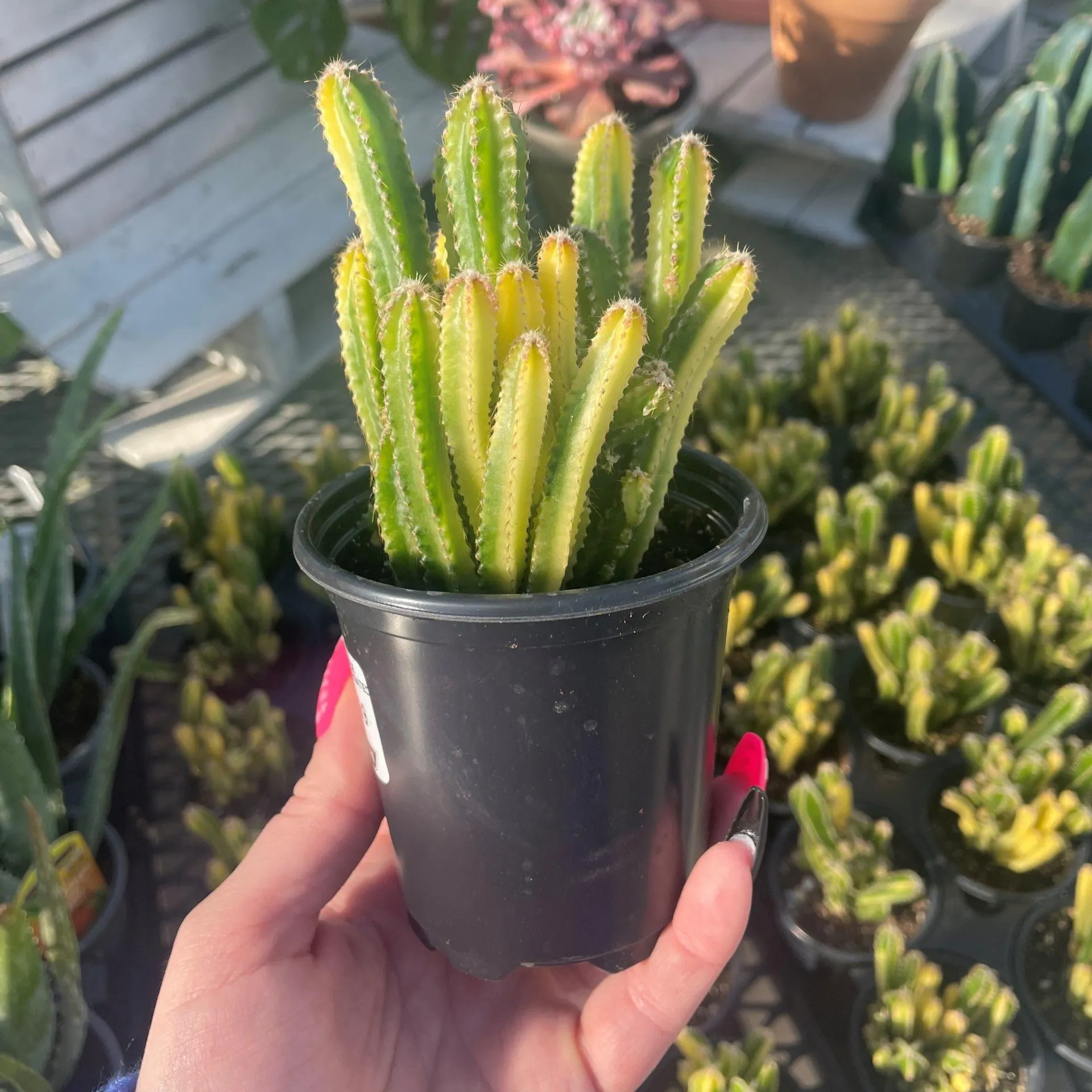 Fairy Tale Cactus Variegated (3.5″ pot)