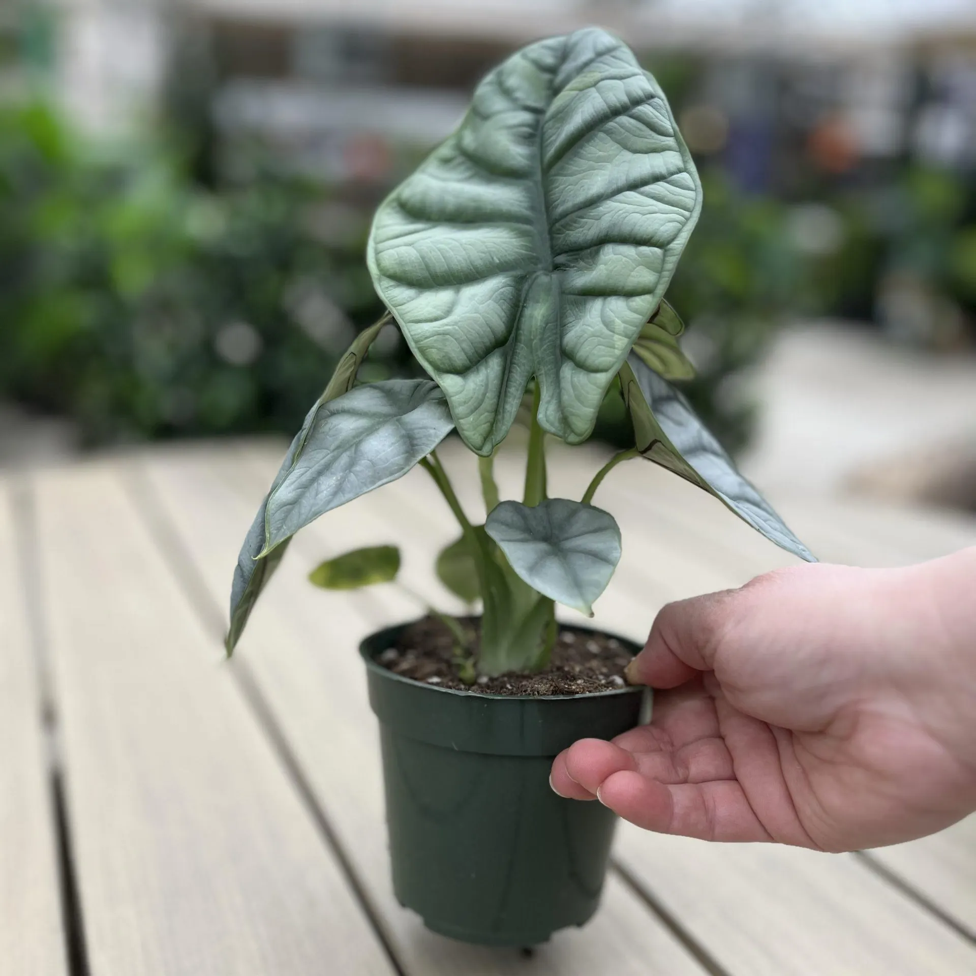 Alocasia ‘Silver Dragon’ (4″ pot)
