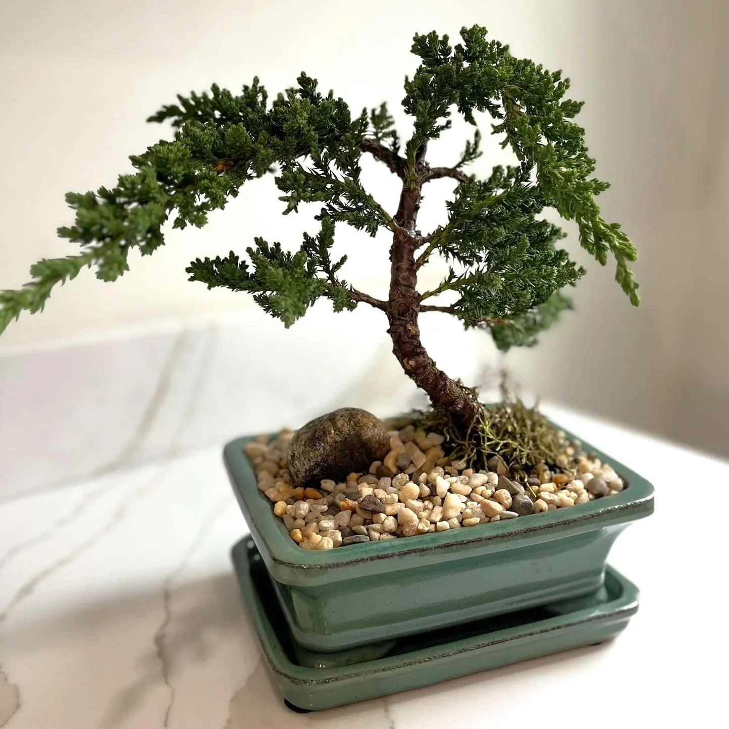 Juniper Bonsai (in 7″ ceramic pot)