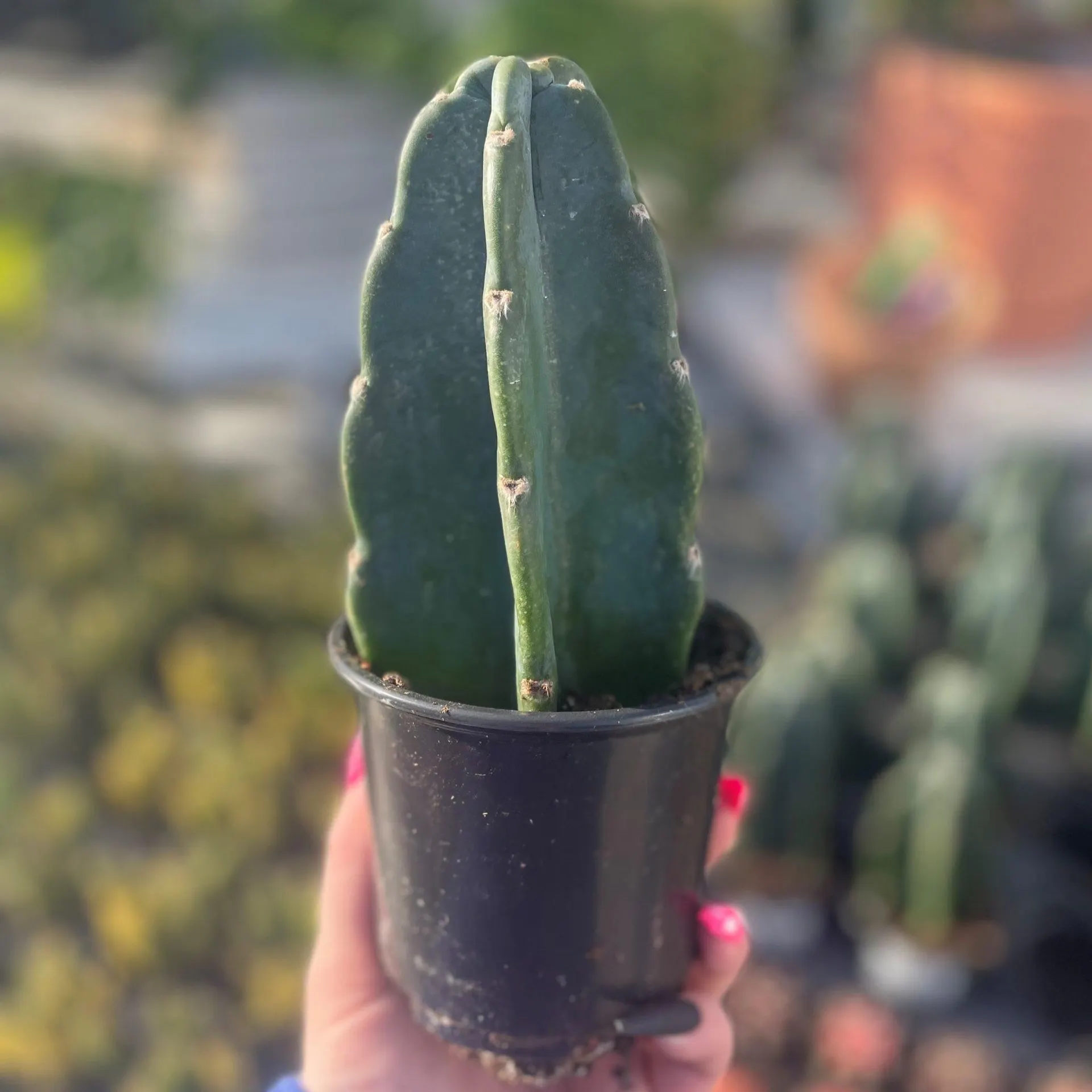 Cuddly Cactus (4″ pot)